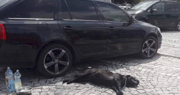 Za tragickou smrt fenky Gerdy v uzavřeném autě na výstavě psů v Brně padl první trest. Chovatelka nesmí 2 roky na výstavy, stejnou dobu platí zákaz chovu štěňat.