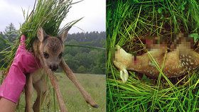 Dobrovolníci zachraňují srnčata před sekačkami.