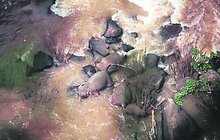 Šest slonů pod vodopádem: Zemřeli, když si chtěli pomoct
