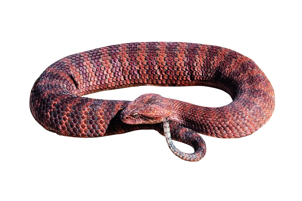 V Austrálii nežijí zmije ani chřestýši, jejich místo zaujali smrtonoši r. Acanthophis