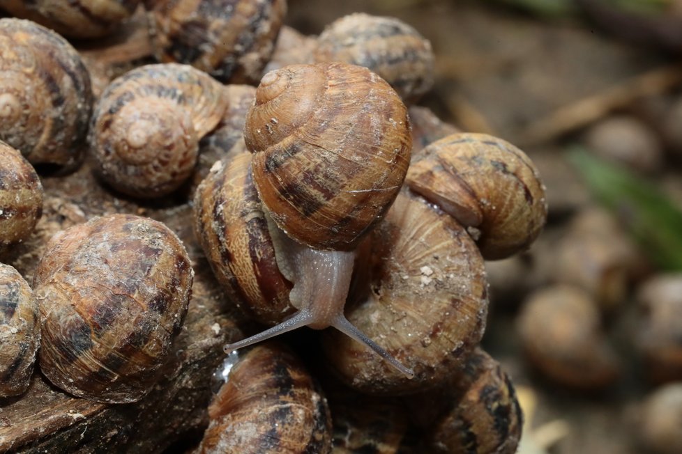 Denně je šneky zapotřebí kropit až čtyřikrát, pokud zrovna neprší.