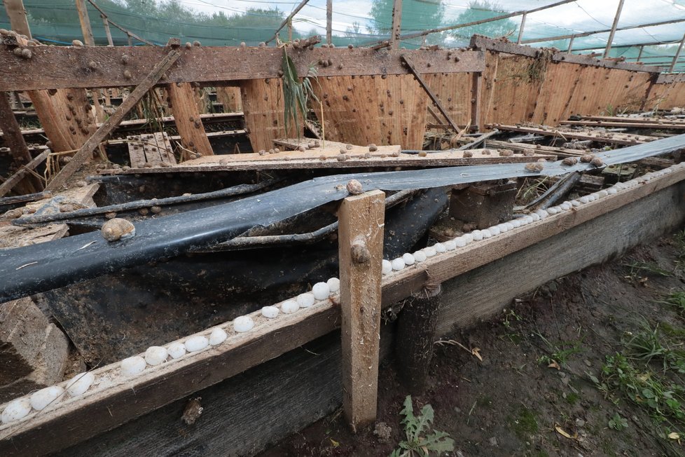 Aby se šneci nepohybovali po celé farmě, nebo dokonce neutíkali mimo ni, používá Roman speciální tablety soli, přes které se hlemýžďům nechce. Sůl jim totiž vůbec nešmakuje.