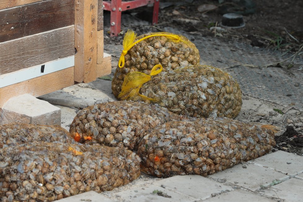 Za jeden rok je prý farma schopná vyprodukovat více než 14 tun šnečího masa!