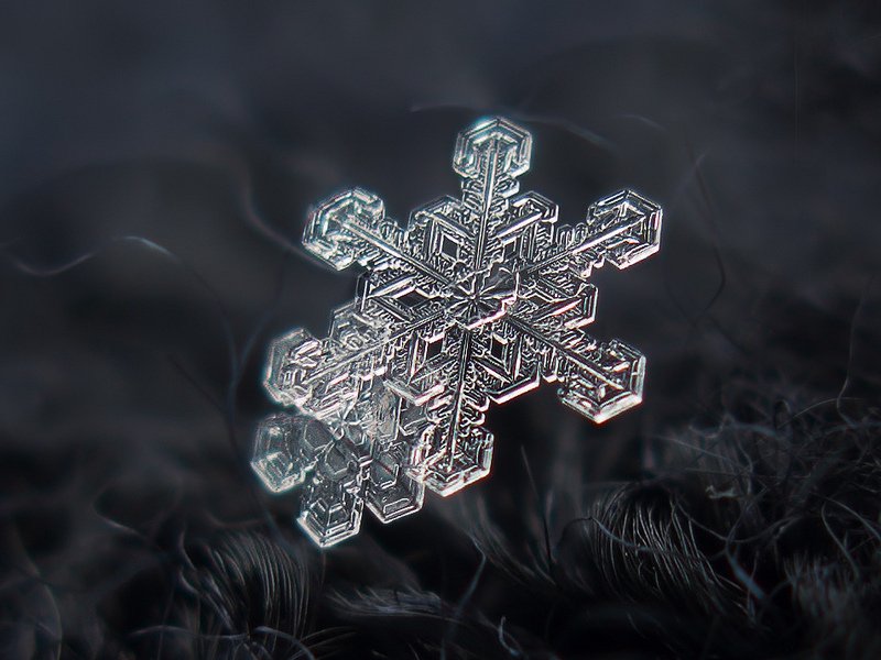 Překrásné makro fotografie amaterského fotografa Alexeje Kljatova