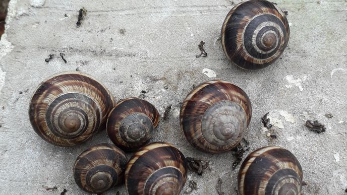 Helix lucorum (hlemýžď balkánský) na Nákladovém nádraží Žižkov.