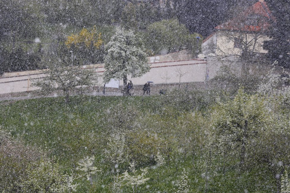 V pondělí sněžilo i na pražském Petříně.