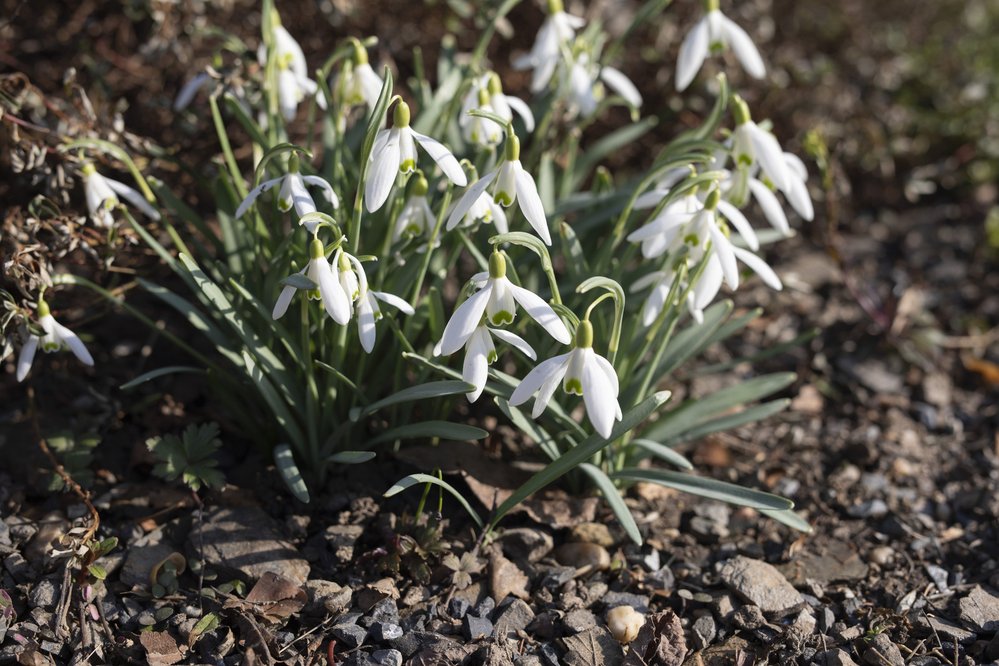 Na jaře kromě časných jarních rostlin, jako jsou sněženky, krokusy nebo bledule, pomalu rozkvétají narcisy, tulipány, ladoňky, orseje