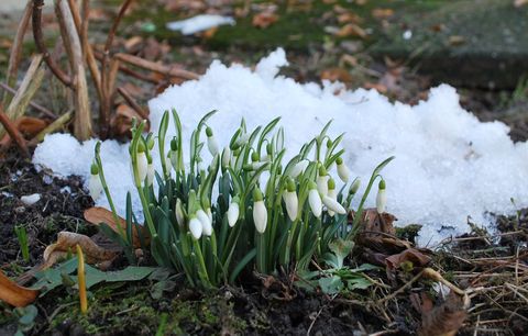 Počasí | Jaro je za dveřmi: Velké mrazy už nepřijdou, březen přinese 8 °C |  Blesk.cz