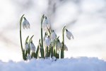 Sněženky kvetou od počátku února do dubna.
