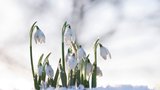 Sněženky: První jarní krásky