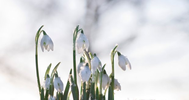 Sněženky kvetou od počátku února do dubna.