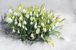V únoru se mohou na zahradě objevit jedny z nejodolnějších mrazuvzdorných cibulovin - sněženky. A to i když ještě leží sníh.