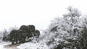 Jižní Afriku překvapil sníh, divoká zvířata se musí brodit vrstvami sněhu