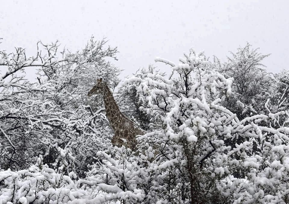 Jižní Afriku překvapil sníh, divoká zvířata se musí brodit vrstvami sněhu
