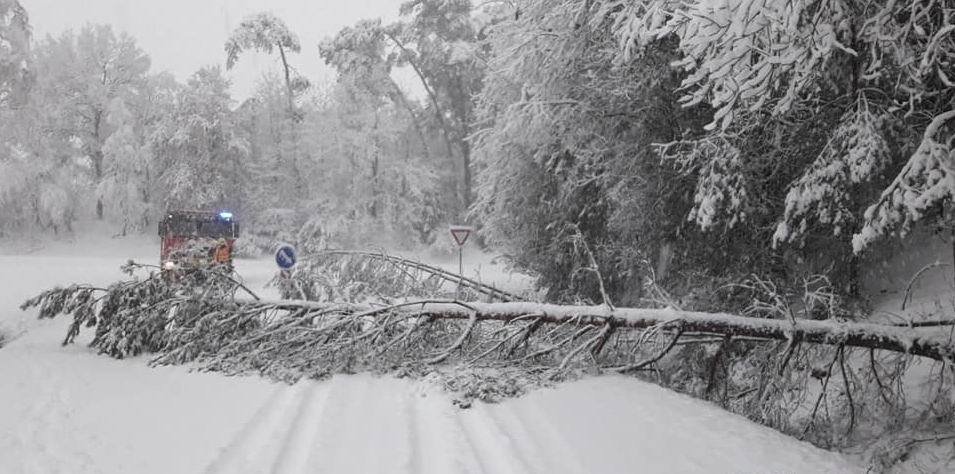 Na některých místech západních Čech popadaly pod tíhou sněhové nadílky stromy na silnici.