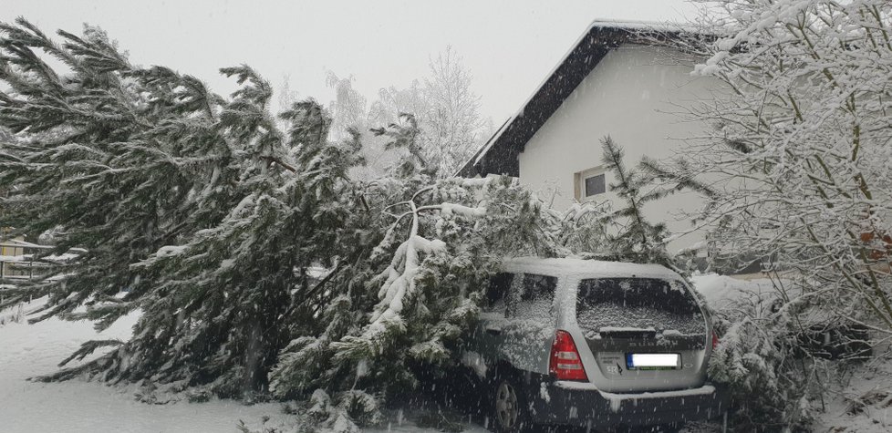 V Plzni na Bílé Hoře spadl kvůli sněhu strom na auto.