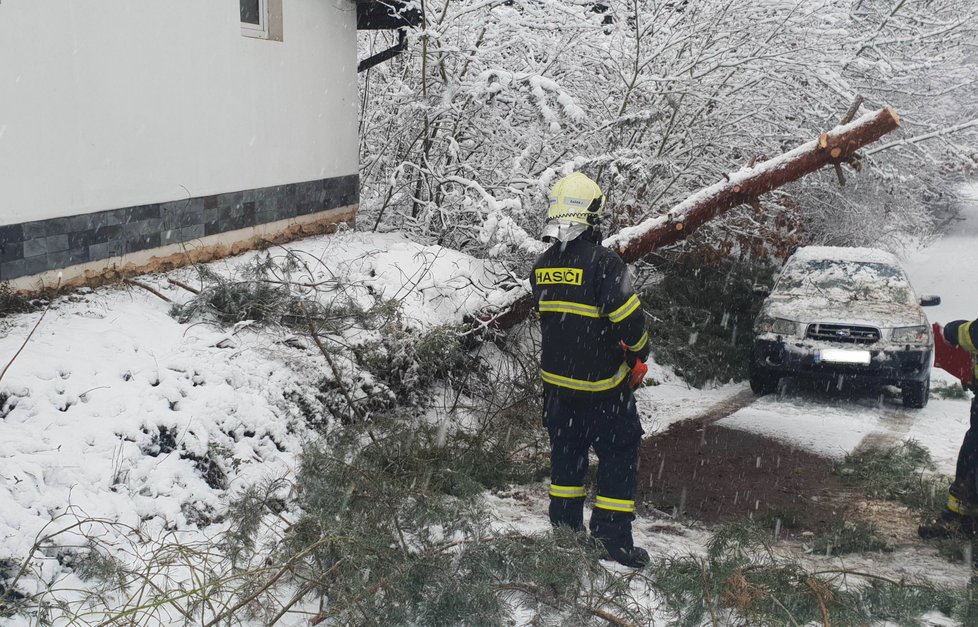 V Plzni na Bílé Hoře spadl kvůli sněhu strom na auto. Hasiči kmen rozřezali.