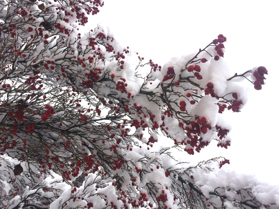 Jižní Moravu zasypal sníh. Např. ve Veselí nad Moravou ho napadlo více, než 20 centimetrů.