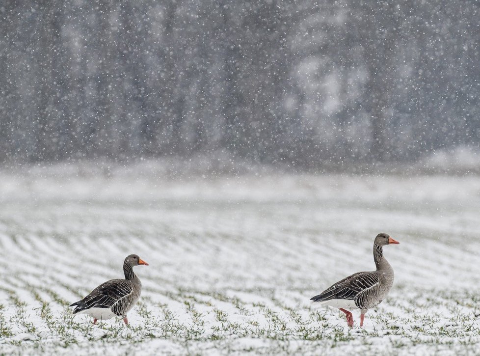 Bílé Velikonoce v Německu - Napadlo až 35 cm sněhu