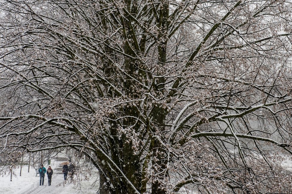 Podle Českého hydrometeorologického ústavu (ČHMÚ) se budou teploty pohybovat mezi -1 až 3°C, na horách až -4°C