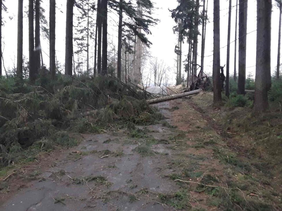 Vichřice v Česku lámala stromy.