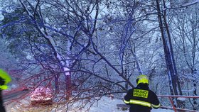Sníh v Praze láme stromy. Jeden spadl na Smíchově na auto.