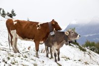 Ty krávo, v Rakousku už sněží!