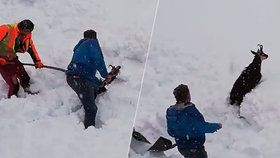 Ze sněhu vyhrabali zavaleného kamzíka. Lidé děkují rakouským železničářům