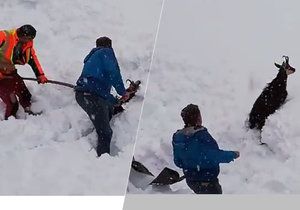 Ze sněhu vyhrabali zavaleného kamzíka. Lidé děkují rakouským železničářům