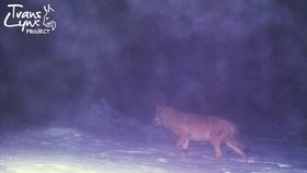Snímek vlka na Šumavě z fotopasti organizace ALKA Wildlife