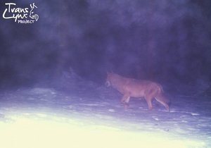 Snímek vlka na Šumavě z fotopasti organizace ALKA Wildlife