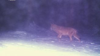 První důkaz: na Šumavě se objevil vlk