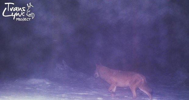 Fotopasti na rysy a vlky rozkradli zloději. Ochránci na Šumavě zuří