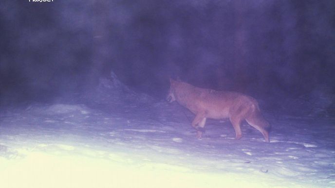 Snímek vlka na Šumavě z fotopasti organizace ALKA Wildlife