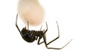 Pavouk doma! Snovačky domácí se v bytech skrývají v tmavých zákoutích při zemi