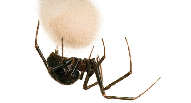 Pavouci a mravenci: Jak je dostat z bytu?
