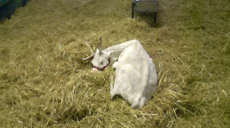 Šokující záběry: Takhle krutě zachází se soby na farmách!