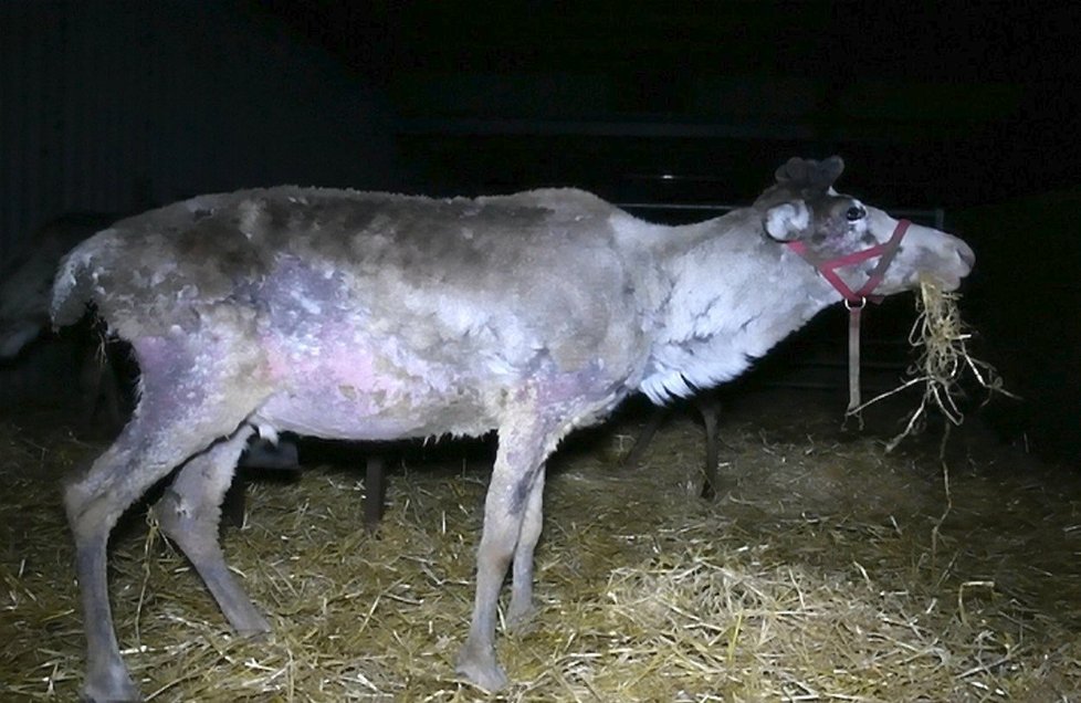 Šokující záběry: Takhle krutě zachází se soby na farmách!