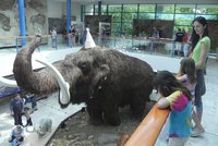 V útrobách brněnského mamuta odhalila kamera tři bedny: Příští generace ale o záhadu nepřijdou