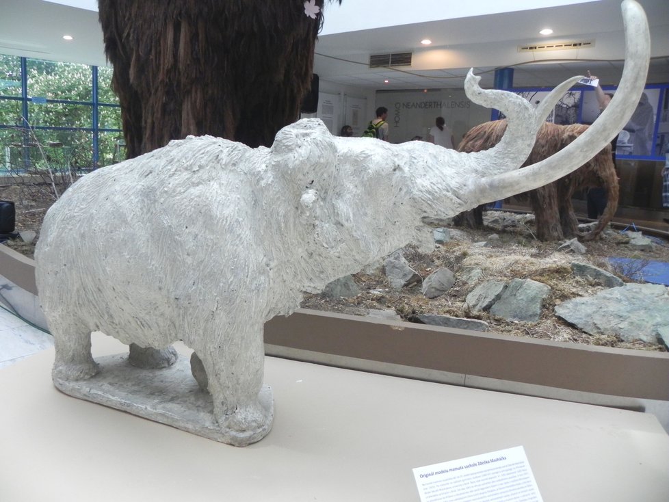 Podle sádrového modelu sochaře Zdeňka Macháčka vznikl mamut v životní velikosti, kterého si návštěvníci Pavilonu Anthropos prohlížejí už více než pět desítek let.