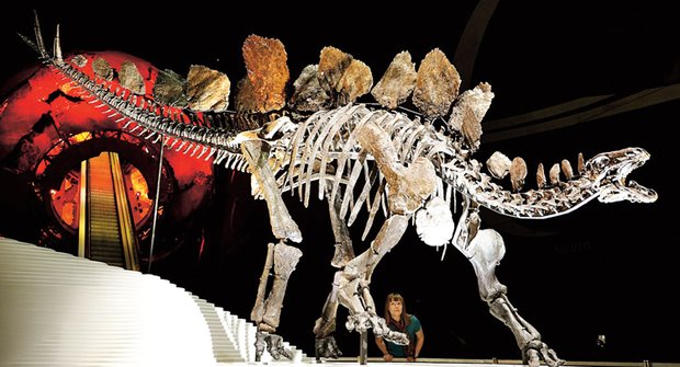 Kompletní Sofie: Zbytky nejslavnějšího dinosaura