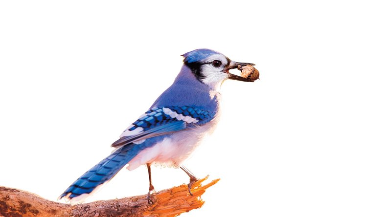 Severoamerická sojka chocholatá (Cyanocitta cristata) s oblibou vykrádá veverčí zásobárny