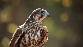 Holuby na Čtrnáctce budou lovit sokoli. Držte se opodál a hlídejte si psy, radí sokolník