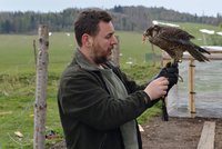 Šok na zahradě: Ztracenou cvičenou samičku sokola chytila seniorka na slepici!