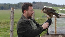 Sokolník Tomáš Sidopulos vděčí chovatelce slepic Karle Hrdličkové za to, že dravce nezranila a přivolala odborníky.