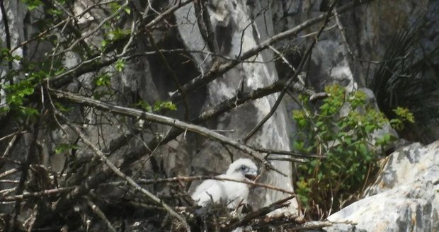 Na letošní mláďata sokolů čekají netrpělivé strážci přírody i fotograf René Bedan. Loni celou snůšku sedmi mláďat zahubil výr.
