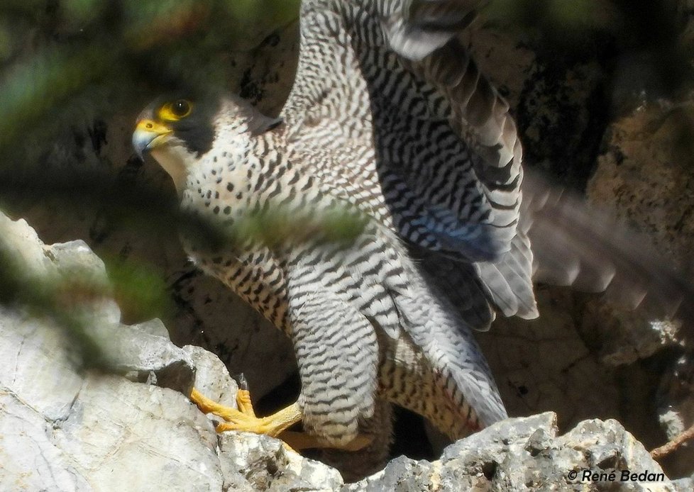 U Býčí skály aktuálně zahnízďují tři sokolí páry. Takto je zachytil amatérský ornitolog René Bedan.