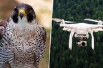Drony jsou postrachem pro hnízdící ptactvo, hlavně sokoly stěhovavé.