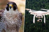 Sokoly v Českém ráji zřejmě vyrušil dron, nevyvedli mláďata. Šéf ornitologů varuje majitele