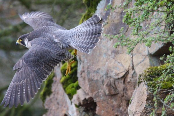 Ornitologové slaví, v národním parku Podyjí se usídlil po půl století párek sokolů stěhovavých